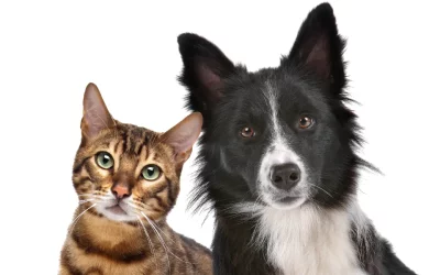 Tierfutter – Hund und Katze optimal ernähren